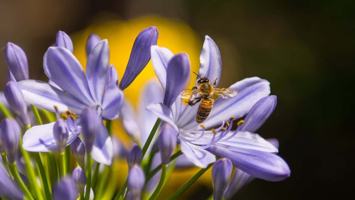 abeille fleurs