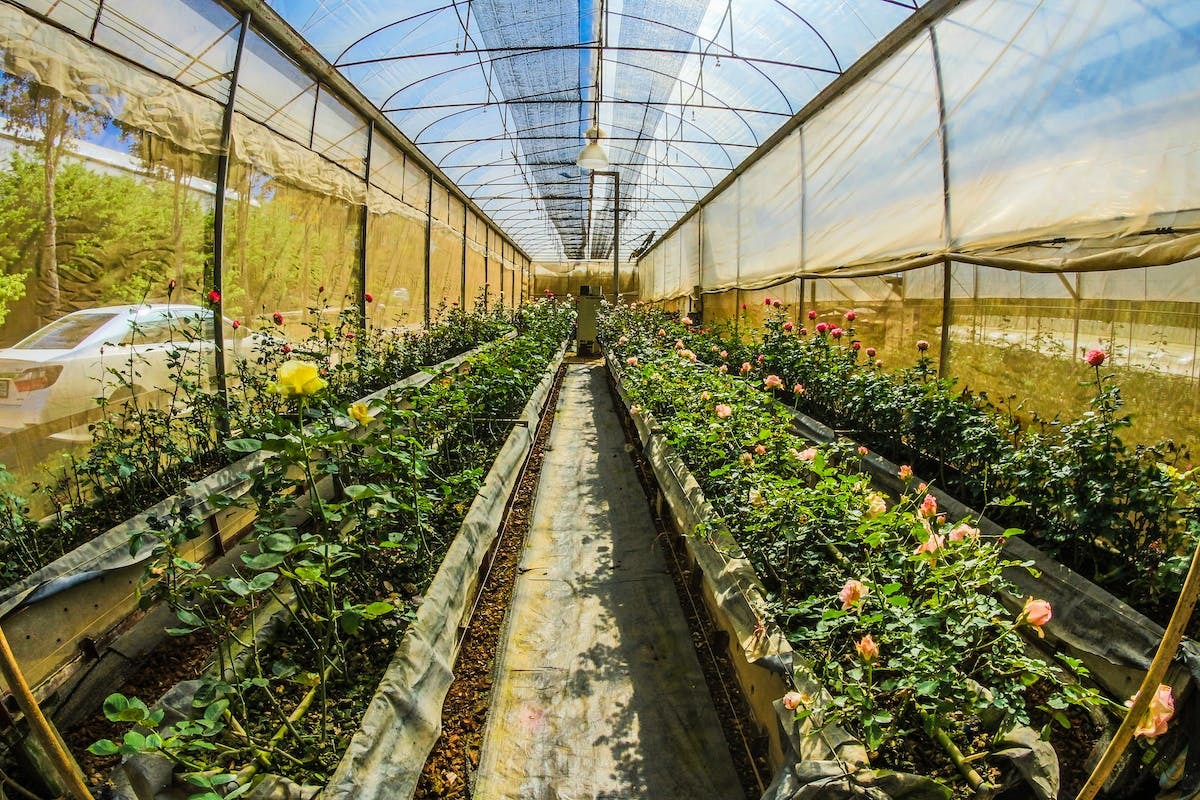 potager  protection