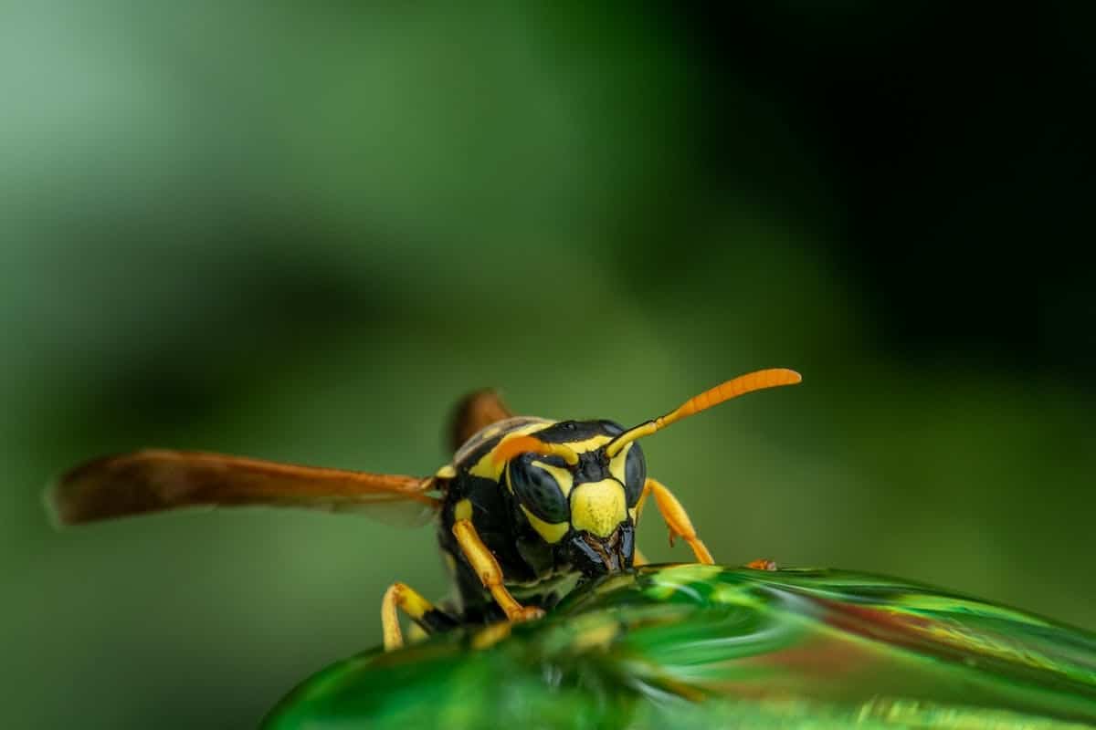 potager  insectes