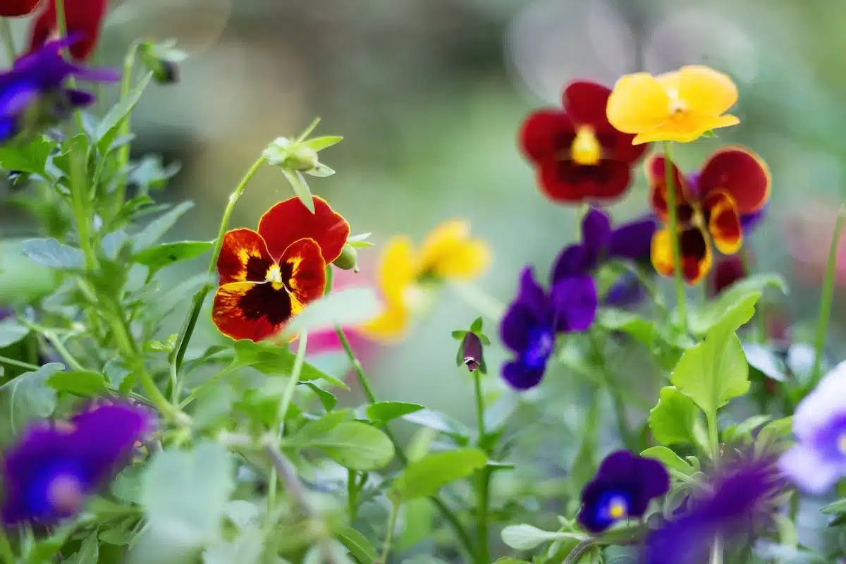 jardin coloré