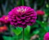 Les meilleures plantes vivaces pour un jardin facile à entretenir