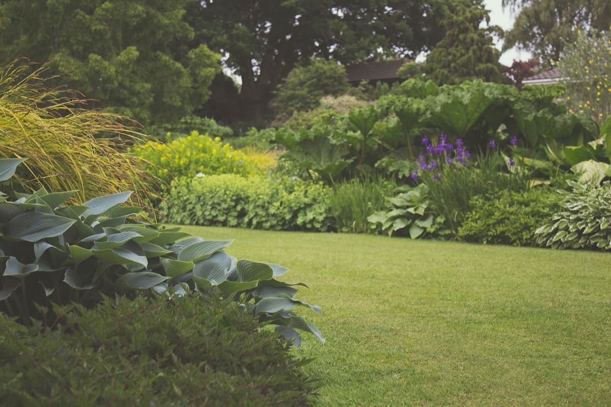 gazon  jardin