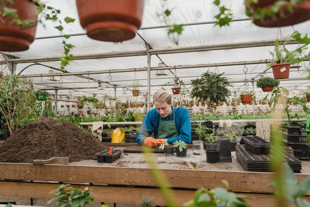 jardin potager  écologie