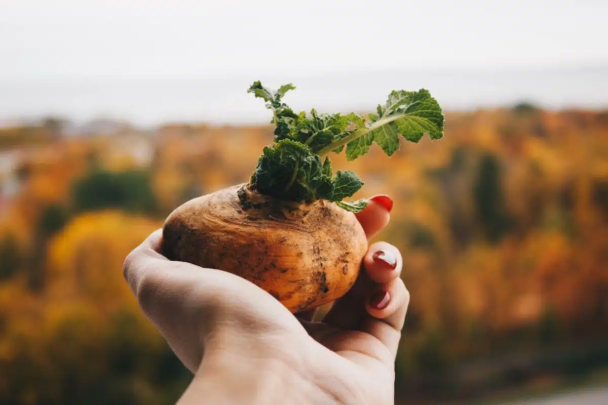 potager  récolte