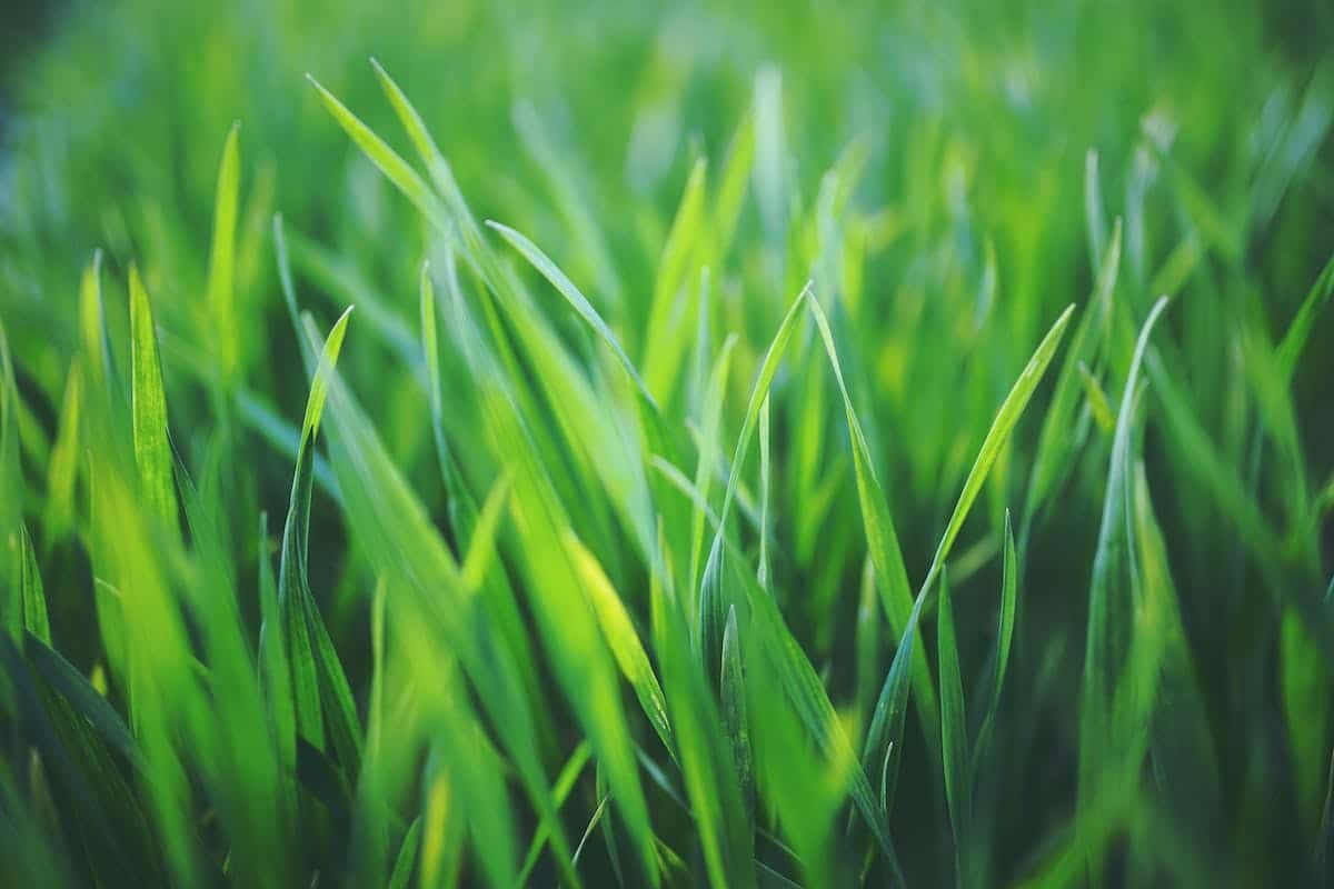 gazon vert
