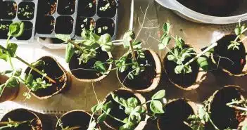 Lutte naturelle contre les nuisibles au potager : Guide complet pour un jardin sain