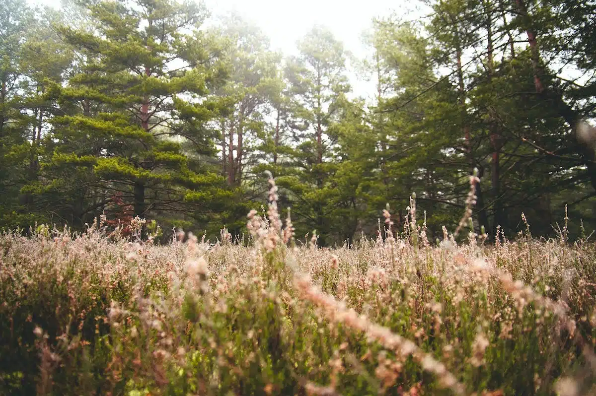 jardin sauvage