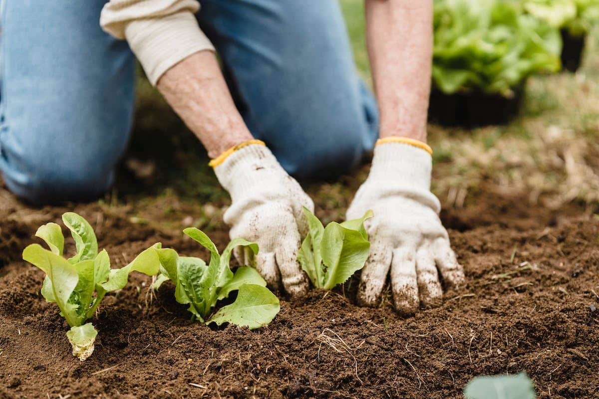 plantes compagnes
