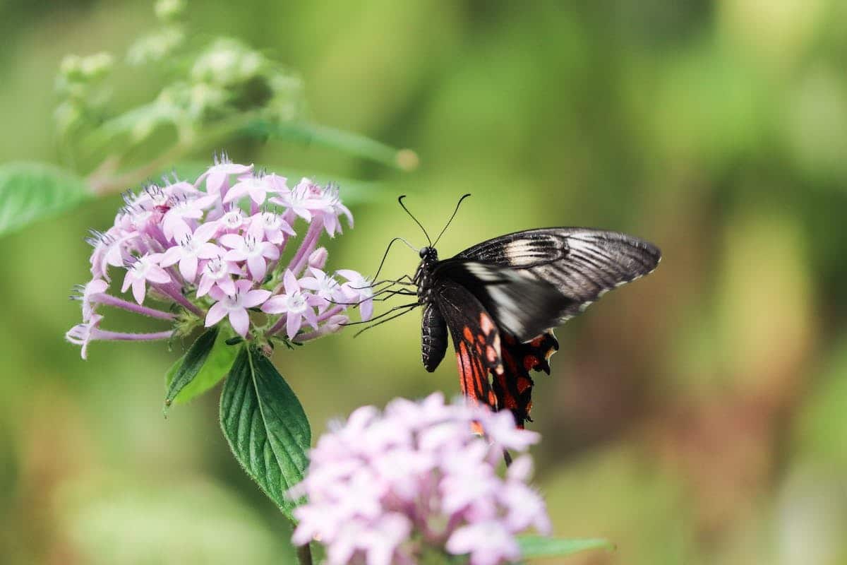 papillons  jardin