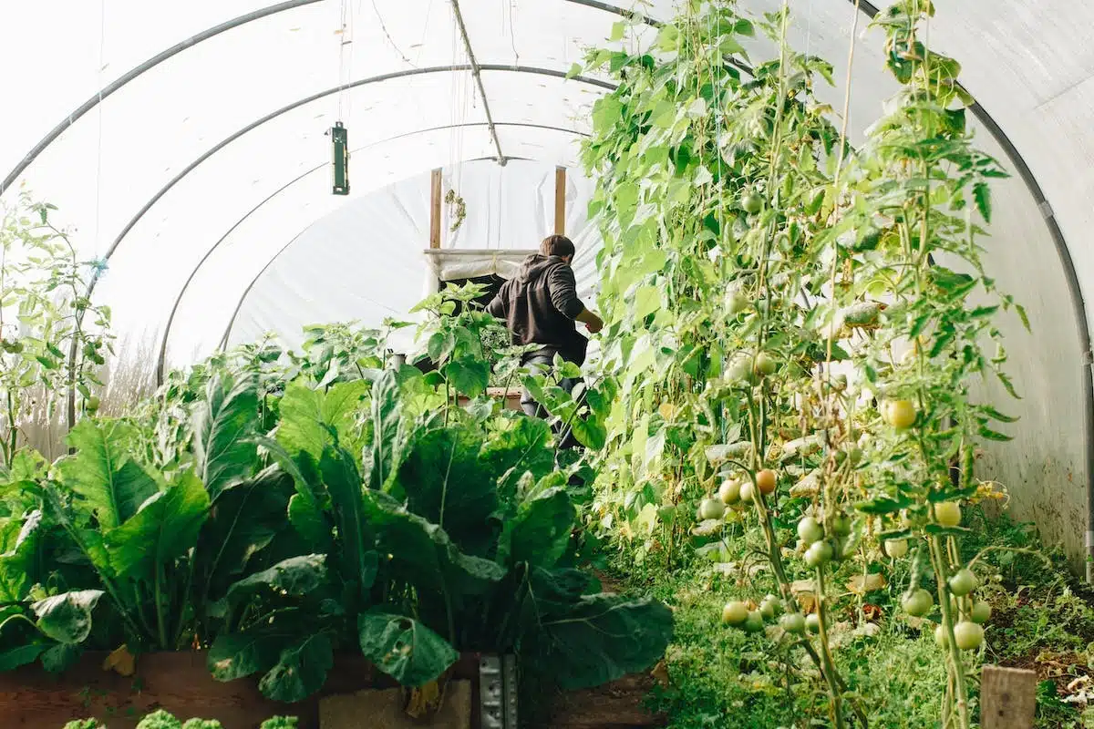 jardinage  légumes