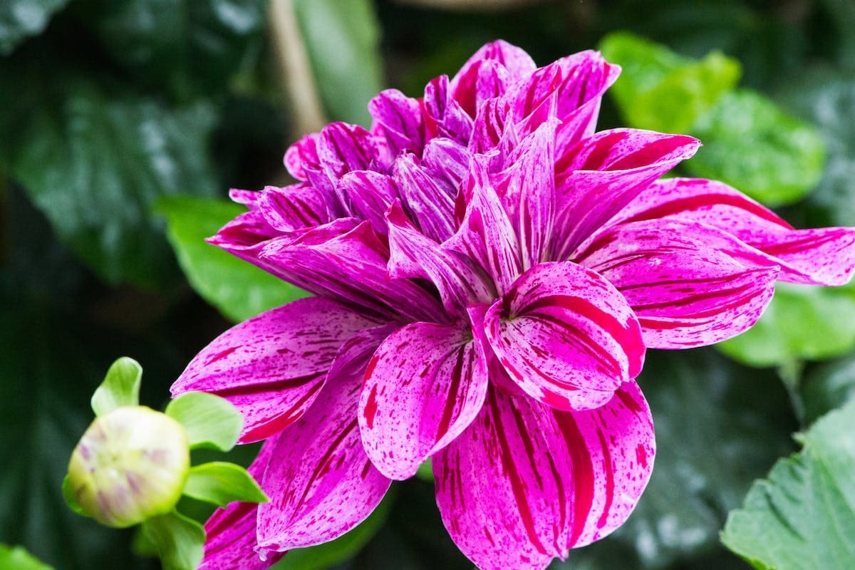 fleurs  exploration