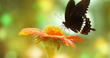 Attirer les papillons dans votre jardin : les meilleures fleurs à planter