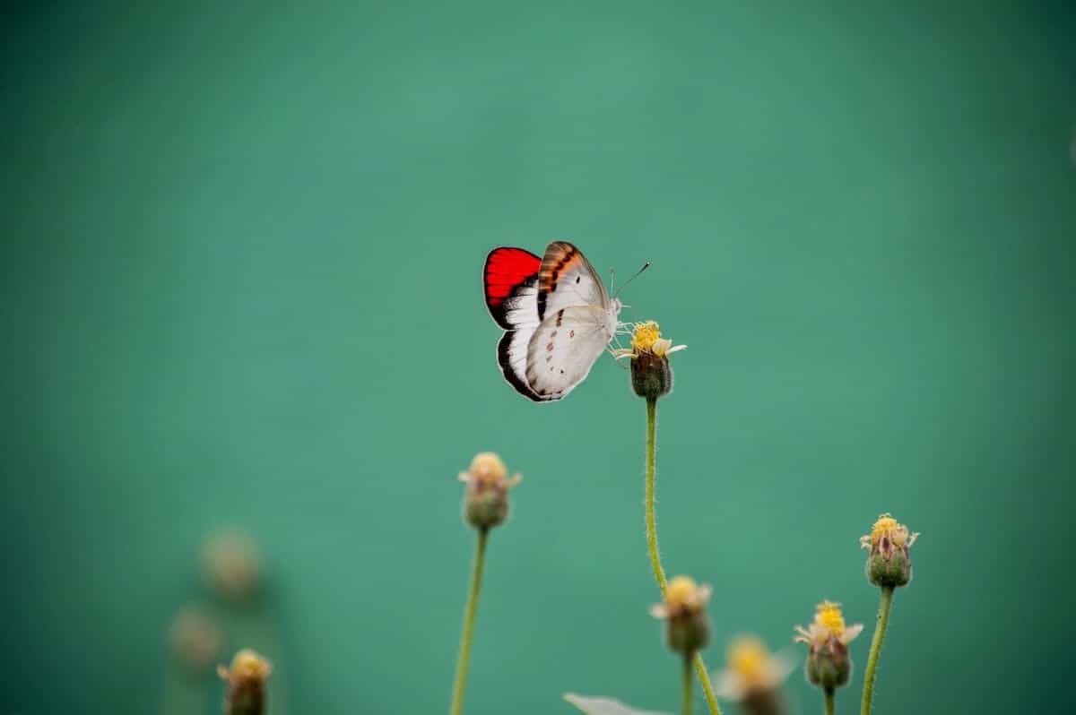 papillons  fleurs