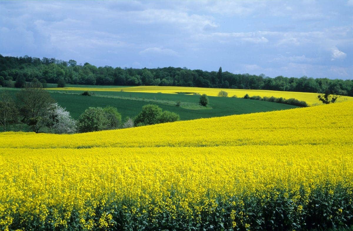 fleurs  cultures