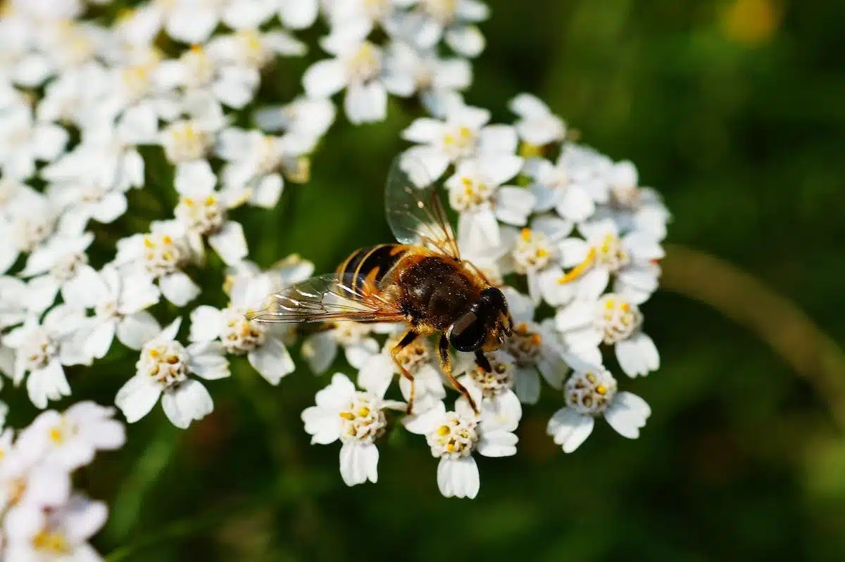 abeilles fleurs