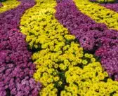 Les plantes essentielles pour un jardin aromatique sur balcon ou terrasse