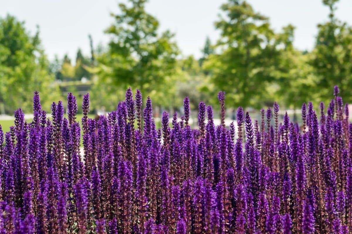 jardin aromatique