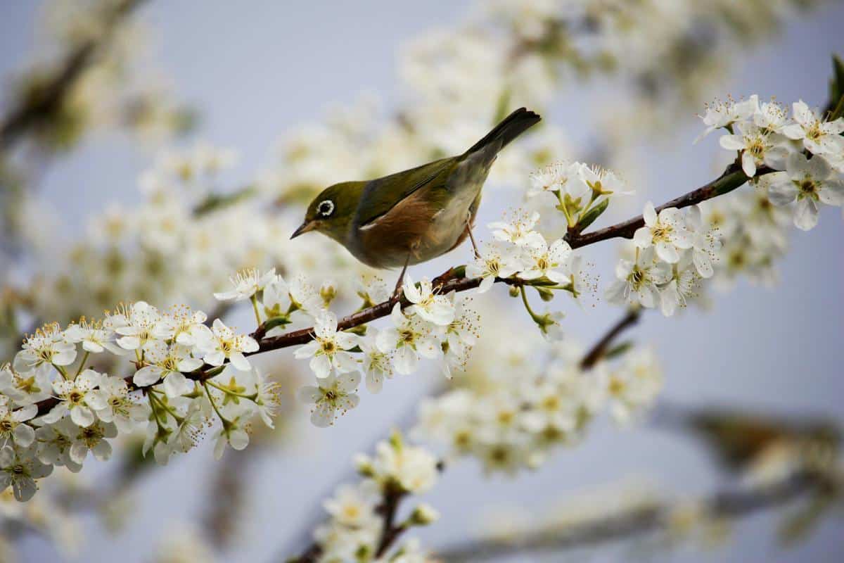 jardin oiseaux