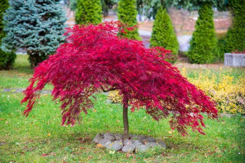 plantes jardin japonais