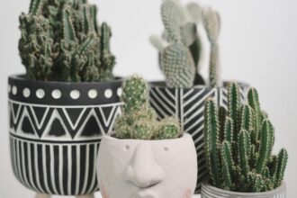 Cactus décoratif dans un intérieur moderne et lumineux