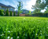 Temps de pousse gazon : Guide pour une pelouse parfaite