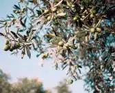 Choix d’un olivier : 4 conseils à suivre pour le réussir