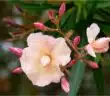 Cultiver et entretenir le laurier-rose sur tige conseils et astuces pour une floraison spectaculaire