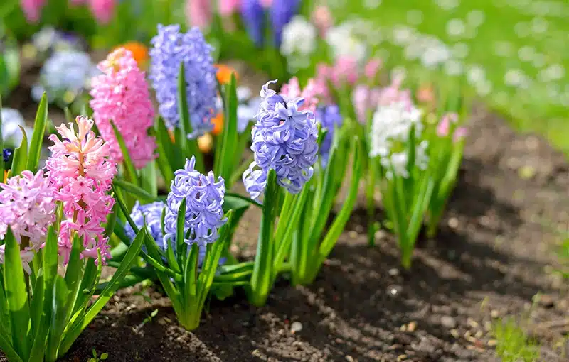 Jacinthes comment prolonger leur floraison