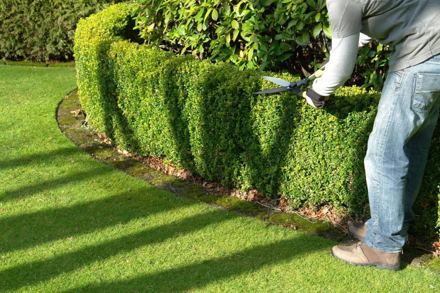 L'aménagement de la végétation d'un jardin