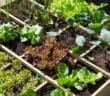Que mettre dans son carré potager