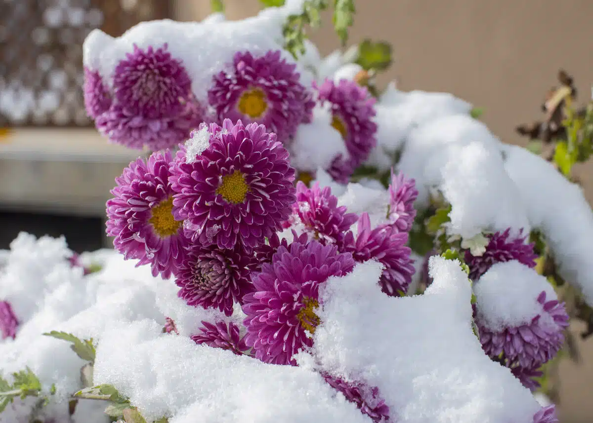 Quelles plantes mettre dans son jardin en hiver