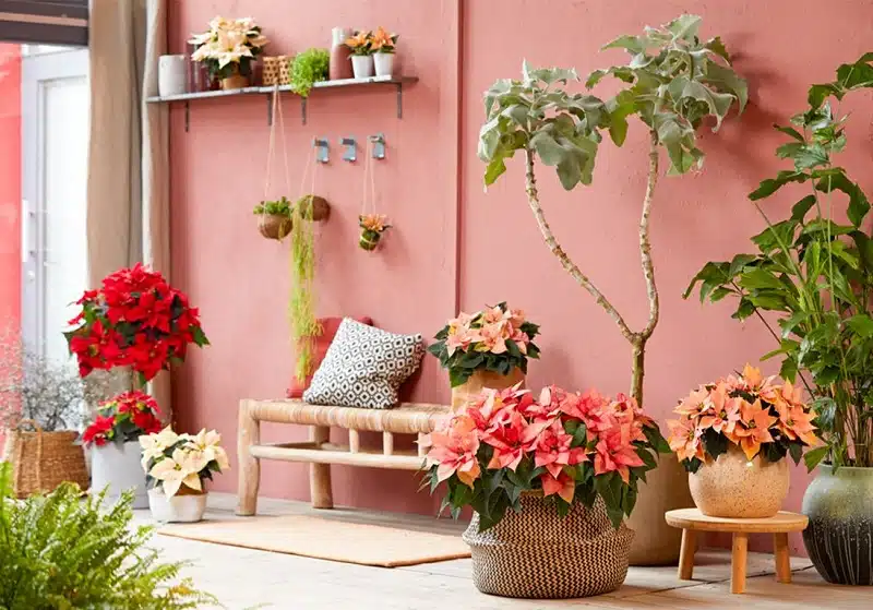 Quelles plantes mettre dans son jardin en hiver