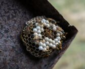 Nid de guêpe hiver : pourquoi agir maintenant ?