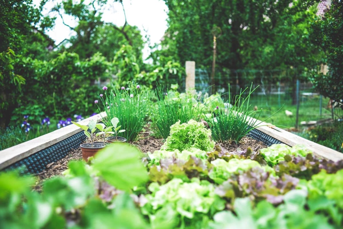 Pourquoi utiliser du savon noir en jardinage ?