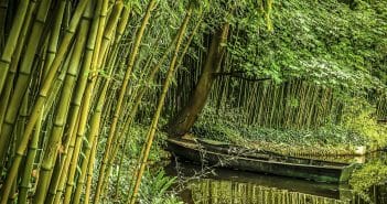 Comment faire une haie avec du bambou ?