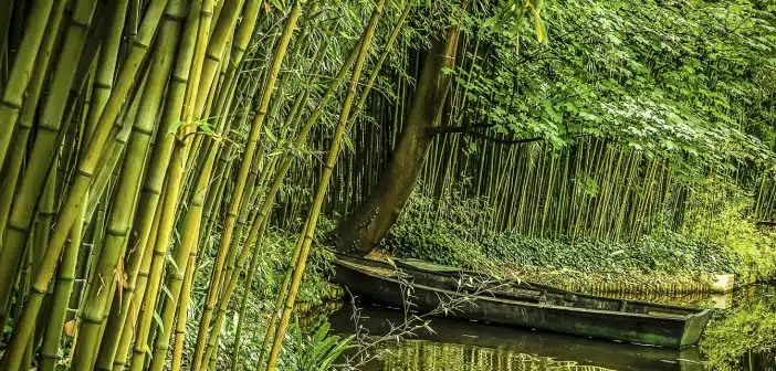Comment faire une haie avec du bambou ?