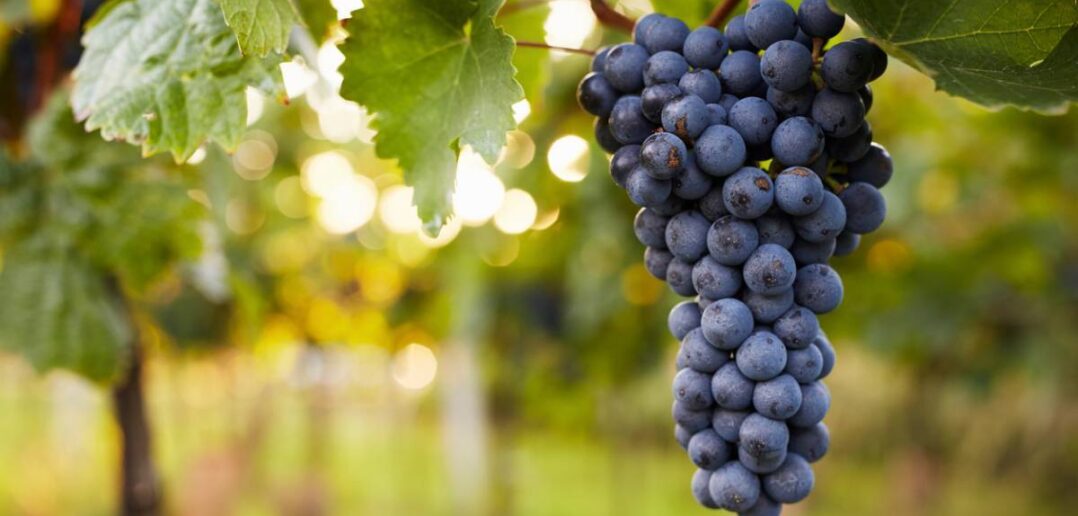 Comment cultiver le raisin muscat bleu ? Jardindivert