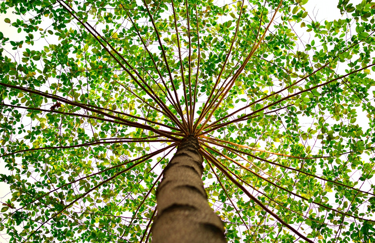 Qu'est-ce que la croissance rapide d'un arbre