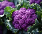Cultiver chou-fleur violet : astuces et conseils pour réussir au jardin