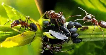 fourmis plantes