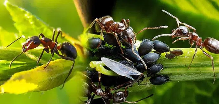 fourmis plantes