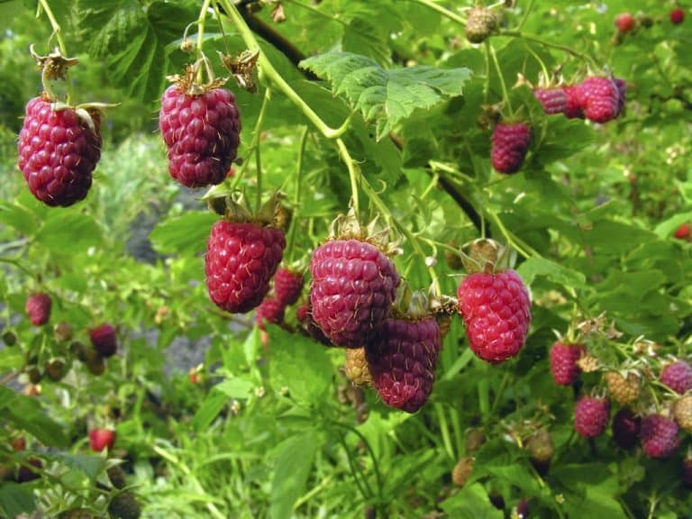 Comment tailler un framboisier