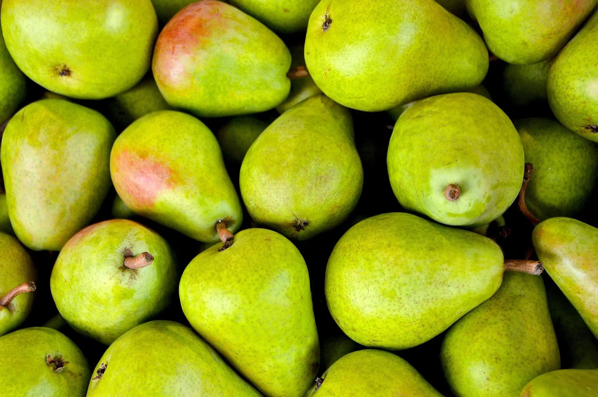 Taille des arbres fruitiers : conseils pour la réussir