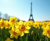 Jonquilles : la meilleure période pour les admirer en France !