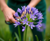 Couper les fleurs fanées des agapanthes : pourquoi et comment le faire efficacement ?