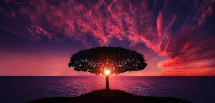 Il est l'heure d'entretenir vos arbres et vos haies !