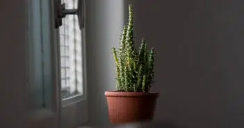 Les cactus : des plantes hors du commun, nécessitant un entretien particulier