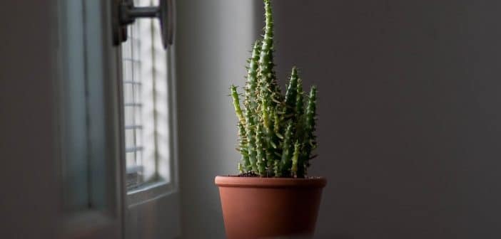 Les cactus : des plantes hors du commun, nécessitant un entretien particulier
