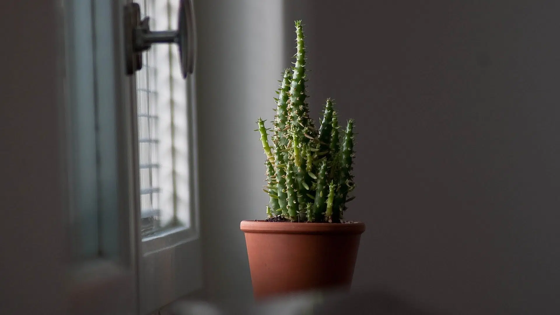 Les cactus : des plantes hors du commun, nécessitant un entretien particulier