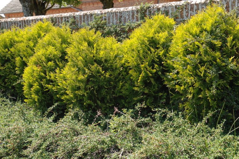 Comment planter une haie de thuyas ? Jardindivert